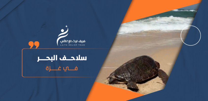 سلاحف البحر في غزة: ملاذ أخير للبقاء وسط المجاعة القاتلة